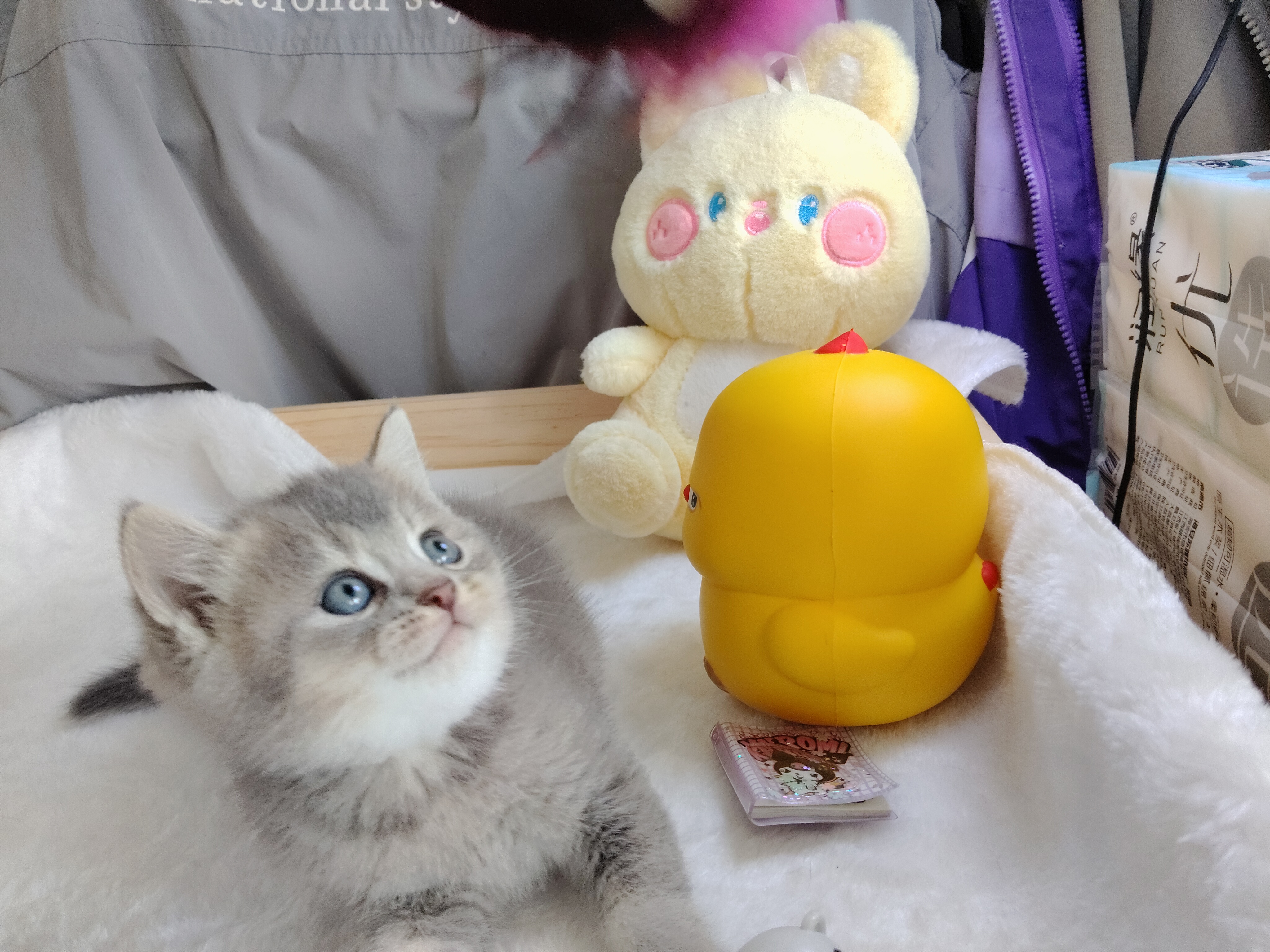 蓝金渐层弟弟